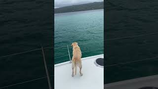 The young sailorampher dog sailing the Dominican Sailing Catamaran Beautiful Travel Sail View [upl. by So786]