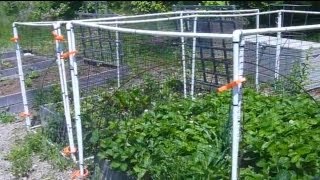 How to Fence Your Raised Bed Garden Using PVC [upl. by Absa]