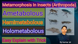 Metamorphosis Ametabolous Hemimetabolous amp Holometabolous In insects  Phylum Arthropoda [upl. by Queena]