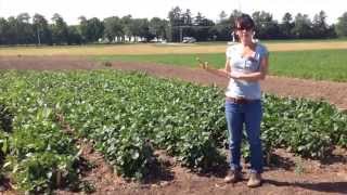 Cowpea Cover Crop Seed Erin Silva WI [upl. by Nitsu4]