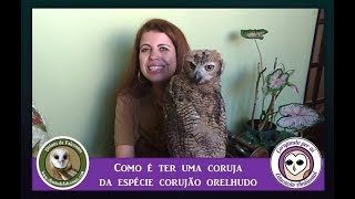 Coruja Bubo Virginianus Como é ter uma [upl. by Yniar314]