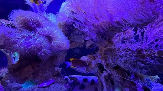 New additions to the fluval flex 32 gallon soft reef [upl. by Menedez231]