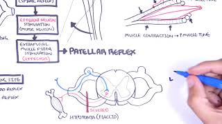 Introduction to how reflexes work  reflex arc monosynaptic and polysynaptic reflexes [upl. by Nnylrac]