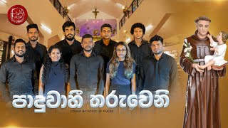 Paduwahi Tharuweni පාදුවාහී තරුවෙනි Cover By VOP [upl. by Burman144]