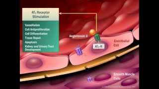 Renin Angiotensin Aldosterone System [upl. by Martyn]