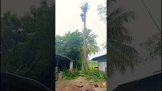 Sabarinathan tree cutter pattukkottai 8072635013 service [upl. by Calley]