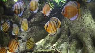 Wild Discus Aquarium  Jutai Green  Symphysodon tarzoo [upl. by Franci]