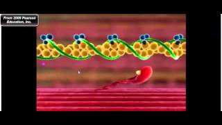 Muscle Physiology Troponin Tropomyosin and Myosin CrossBridge Cycle [upl. by Llewkcor]