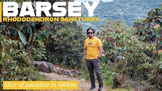 A slice of paradise in Sikkim  Barsey Rhododendron Sanctuary [upl. by Eivlys]