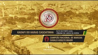 Kadafi do Haras Cascatinha Campeão de Marcha Cavalo Nacional 2019 [upl. by Taft657]