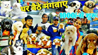 DELHI DOG MARKETINDIA BEST PET SHOPDelhi Kutta MarketBy Traditional vlog [upl. by Einitsed581]