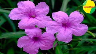 10 Lindas Variedades de Ruellia [upl. by Norbie]