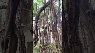 Tree Bargad ytshorts videos [upl. by Dnaloy]