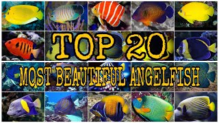 TOP 20 MOST BEAUTIFUL ANGELFISH [upl. by Lilia]