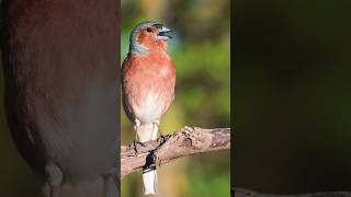 Eurasian Chaffinch sound [upl. by Eednarb]