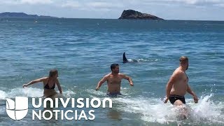 En video Fueron a bañarse a la playa y salieron corriendo al encontrarse con orcas [upl. by Macfarlane]