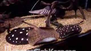 Monster Tank  Stingray Clown Loach Datnoid [upl. by Zina]