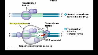 mRNA Processing in Eukaryotes [upl. by Heathcote]