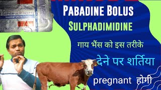 Pabadine Bolus use in animal Sulphadimidine Bolus use in Veterinary  गाय भैंस pregnant होने की दवा [upl. by Esirec]