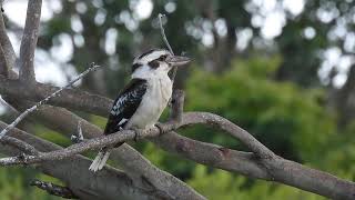 Laughing Kookaburra and Bluefaced Honeyeater Hervey Bay Qld [upl. by Nay727]