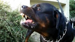 Big Rottweiler defends his territory [upl. by Aenal]