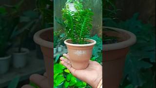 Devil backbone plant propagation with zero cost trending propagation shorts [upl. by Modnar]