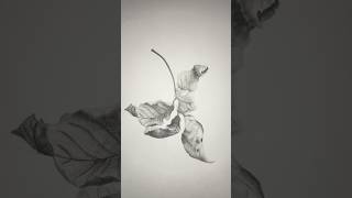 Graphite autumn leaves🍂 art drawingstyles drawing artist pencildrawing graphitework graphite [upl. by Lelia]