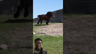 Amazing draft horse horse horsemaster bighorse horsedrawn voralshort subscribe [upl. by Negrom]