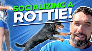 How to Socialize a Dominant Rottweiler [upl. by Ahsikahs]