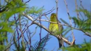 Canary Islands wild canary [upl. by Zap352]