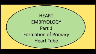 Heart Embryology Part 1 Formation of the Primary Heart Tube [upl. by Aaberg218]