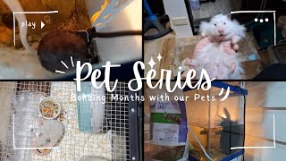 A Months in a Life with our Pets  Pet Series [upl. by Eiderf167]