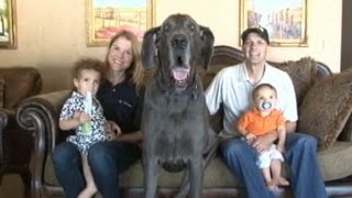 Giant George the Great Dane Worlds Tallest Dog an Oprah guest  Good Morning America  ABC News [upl. by Marcelle789]