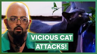 Jackson Galaxy Deals With A VICIOUS Cat Who Keeps Attacking People  My Cat From Hell [upl. by Mccutcheon]