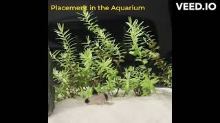 Rotala rotundifolia perfect beginner tank plant [upl. by Ruhtua554]