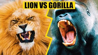 LION VS GORILLA  Who would win this fight [upl. by Chisholm]