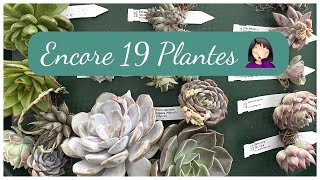 Haul Plantes Succulentes Spécial Echeveria  Haul plantes Mars 2021 [upl. by Ade759]