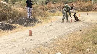 MISHKA THE BELGIAN MALINOIS A NARCOTICS SNIFFER DOG IN KENYA [upl. by Urbanus59]