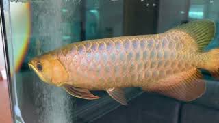 Bluebase Crossback arowana from Imperial arowana breeding farm in Singapore [upl. by Inalaehon949]