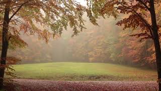 Relaxing Autumn Forest  Leaves Falling From Trees Fog and Rain in Colorful Forest  8 Hour [upl. by Bruns]