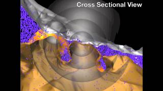 Auditory neuroscience fast synaptic transmission in the amphibian papilla [upl. by Intruok601]