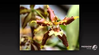 Odontoglossum  garden plants [upl. by Nnaylrebmik872]