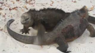 Galapagaos marine iguanas fight [upl. by Neiv]