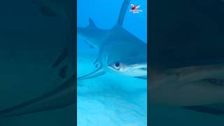 Hammerhead Shark quick turn sharks hammerheadshark oceanwildlife explore adventure [upl. by Alil161]