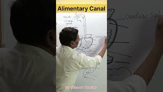 Parts of Alimentary Canal🕺💪🩻🥩 digestive system in humans humandigestivesystem alimentarycanal [upl. by Jun]