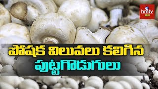 Mushrooms Nutritional Value And Health Benefits  hmtv Agri [upl. by Wilburn725]