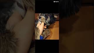 biting dog meme funny meme [upl. by Acyssej]