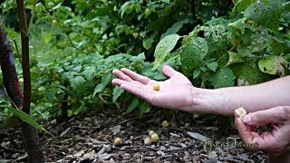 How To Tell If Ground Cherries Are Ripe [upl. by Aivonas]