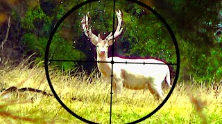 Hunting three deer with 22250 and 204 Ruger rifles for meat hunt in New Zealand  100 [upl. by Adnovad]