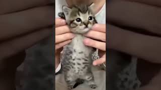 Que bonito gatito youtubeshorts shorts cute cat [upl. by Adlesirhc]